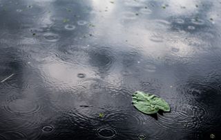 Feuille sur un toit mouillé par la pluie